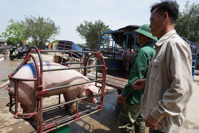 Lợn hơi tiếp tục tăng giá, tiểu thương chấp nhận “đạp giá đẩy hàng” - Ảnh 1.