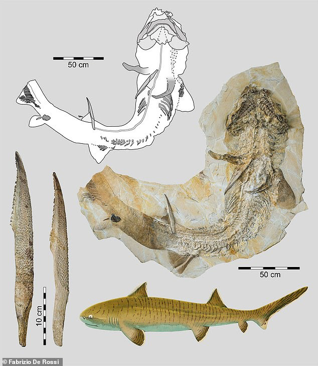 Hóa thạch cá mập 150 triệu năm hé lộ về quá khứ của Trái Đất - Ảnh 3.