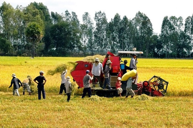 Doanh nghiệp “khát” vốn thu mua lúa - Ảnh 1.