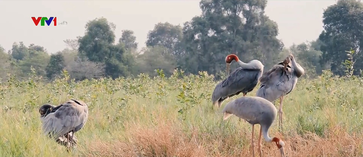 Lần đầu tiên sếu đầu đỏ không về ĐBSCL - Ảnh 1. Lần đầu tiên sếu đầu đỏ không về ĐBSCL - Ảnh 1.