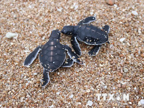 
The Nui Chua National Park in the south central province of Ninh Thuan is among the rare destinations in Vietnam where sea turtles lay their eggs. (Photo: VNA) 
