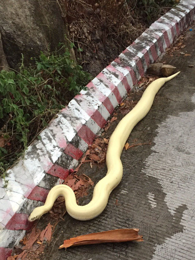 Trăn bạch tạng d&agrave;i hơn 1m li&ecirc;n tục b&ograve; ra đường - Ảnh 1.