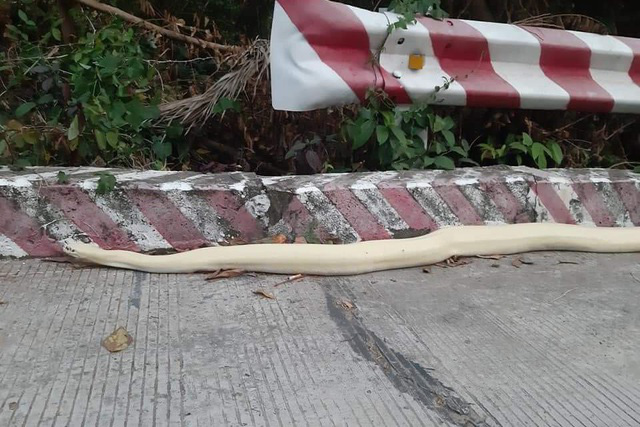 Trăn bạch tạng d&agrave;i hơn 1m li&ecirc;n tục b&ograve; ra đường - Ảnh 2.