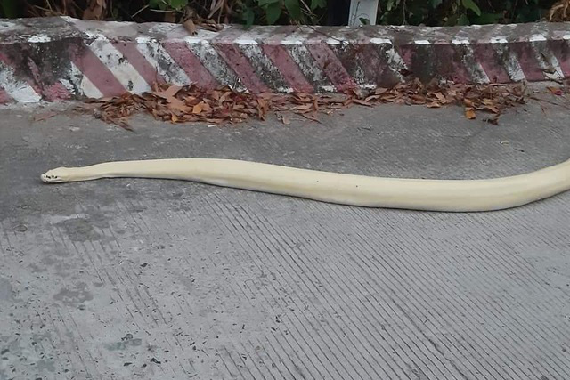 Trăn bạch tạng d&agrave;i hơn 1m li&ecirc;n tục b&ograve; ra đường - Ảnh 3.