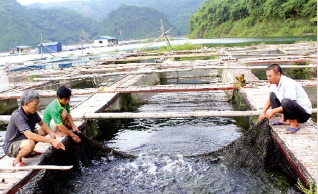 Người chăn nuôi điêu đứng vì cá tầm nhập lậu - Ảnh 2.