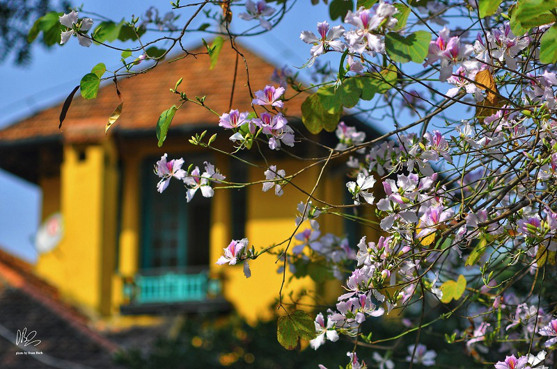 
Ban Flower season in Hanoi. Photo: Doan Bach.
