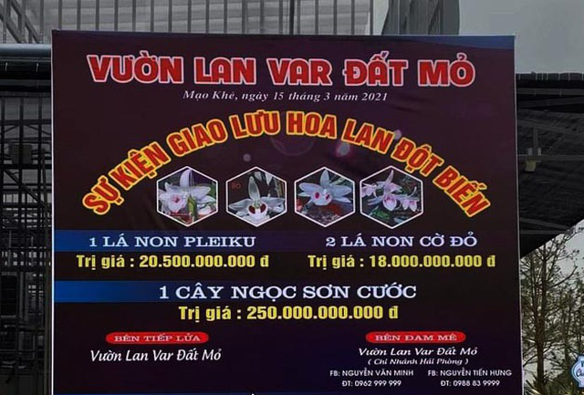 Cả tỷ đồng/cm lan đột biến, giấc mộng đổi đời và lời cảnh báo từ 400 năm trước - Ảnh 3.