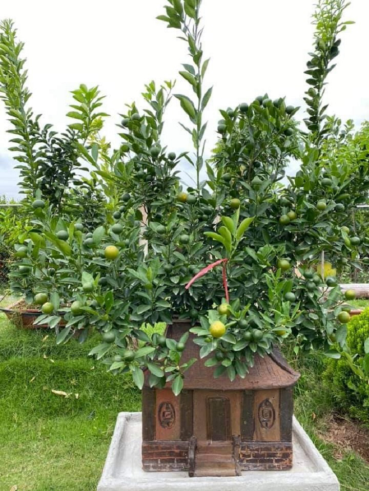 
A Kumquat tree is plant inside an ancient house jar Photo: Phong Dao
