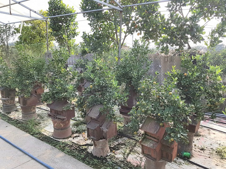 
The garden of Kymquat bonsai in Tu Lien kumquat planting village (Tu Lien ward, Tay Ho district, Hanoi).
