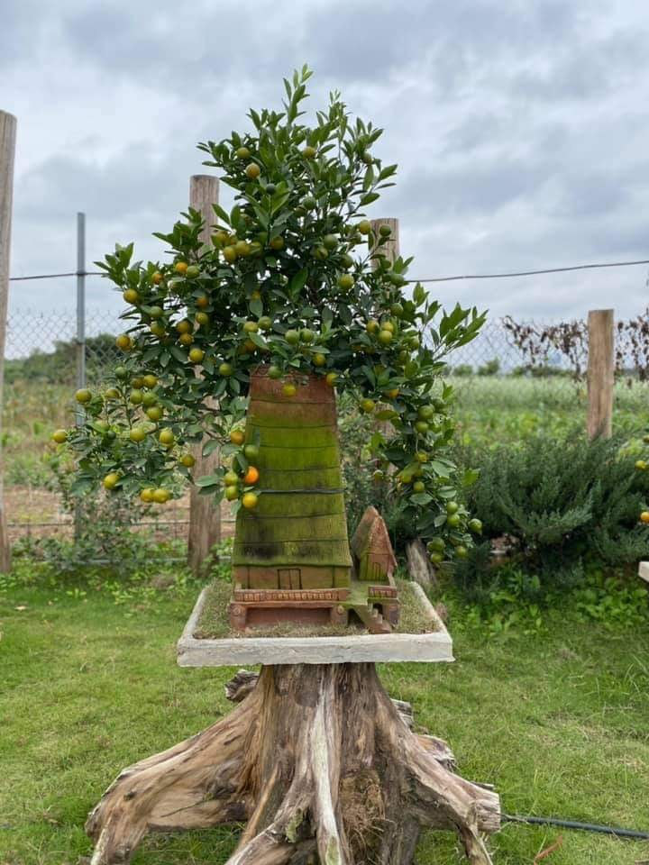
The Kumquat is plant in a Phu Lang terracotta jar.
