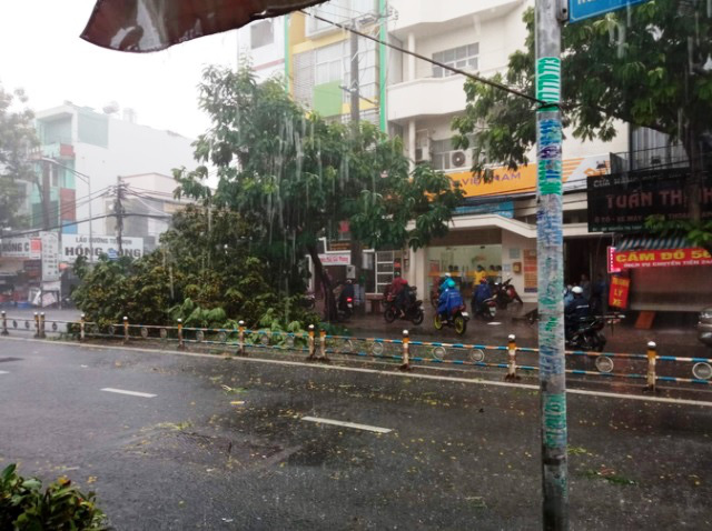 Cây bật gốc đè 2 người ở trung tâm TP Hồ Chí Minh - Ảnh 2.