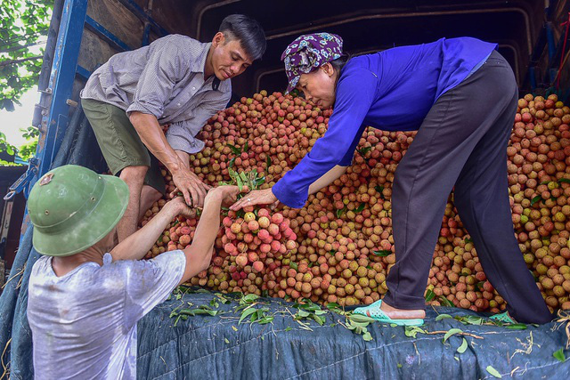 Bắc Giang tiêu thụ hơn 2.000 tấn vải chín sớm - Ảnh 1.