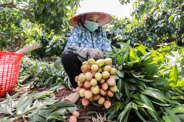 Bộ trưởng Bộ NN-PTNT tháo gỡ khó khăn, thúc đẩy tiêu thụ vải thiều - Ảnh 1.