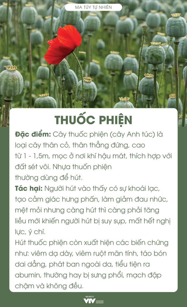 Ma túy gồm những loại gì? Tác hại của chúng nguy hiểm ra sao? - Ảnh 2.