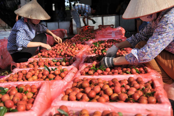 Tạo cơ chế hợp tác giữa các bên thúc đẩy tiêu thụ nông sản - Ảnh 1.