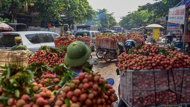 Thương nhân Trung Quốc chuyển tiền đặt mua 30.000 tấn vải thiều Bắc Giang - Ảnh 1.