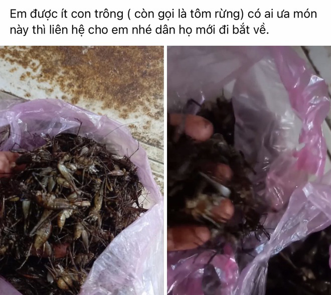 Tôm rừng bò chi chít trên cây, giá nửa triệu đồng/kg