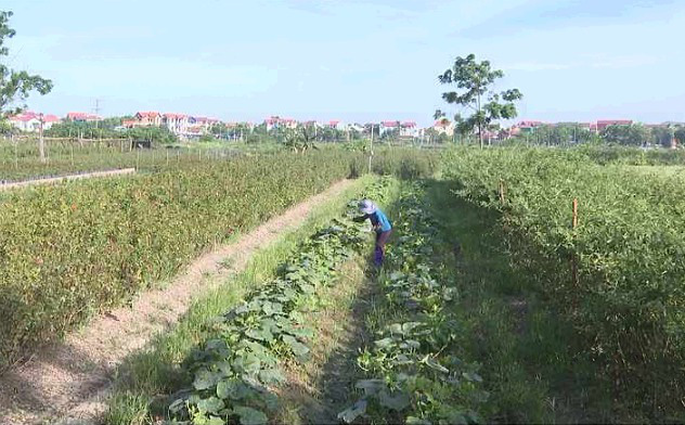 Giá phân bón tăng vọt, nông dân sản xuất cầm cự, lấy công làm lãi - Ảnh 1.