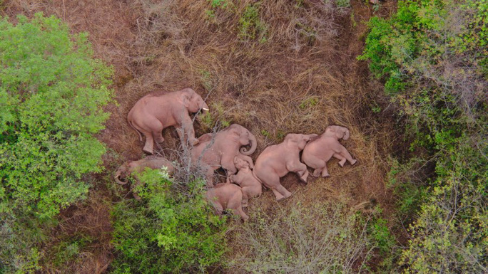 Đ&agrave;n voi c&ugrave;ng ngủ g&acirc;y sốt tr&ecirc;n mạng - Ảnh 2.