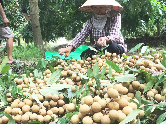 Giải pháp nào để nhãn được mùa không bị mất giá? - Ảnh 2.