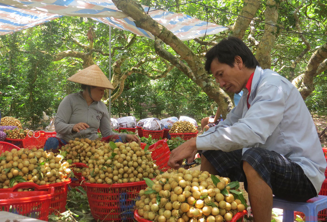 Giải pháp nào để nhãn được mùa không bị mất giá? - Ảnh 1.