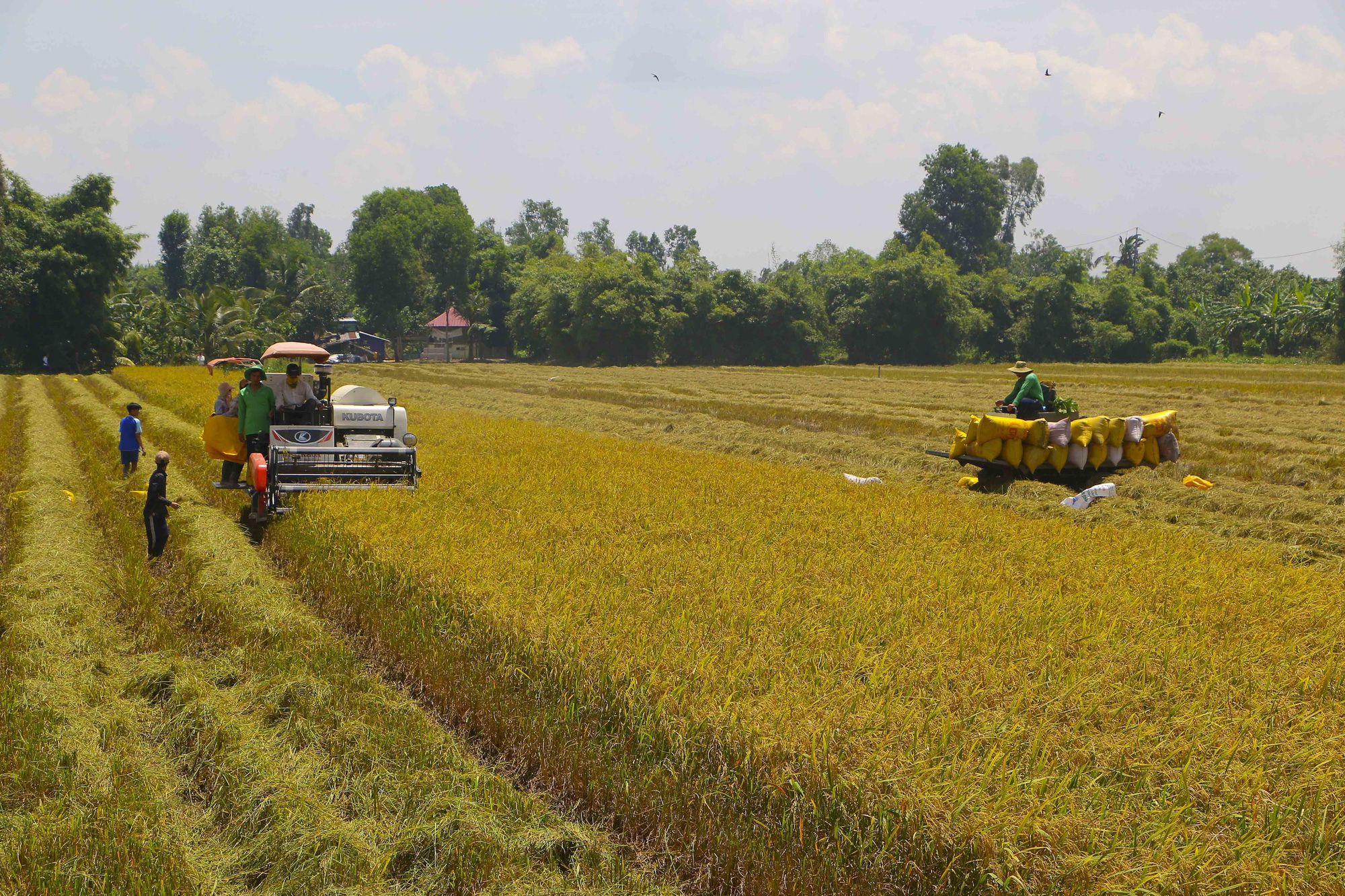 Khơi th&ocirc;ng &aacute;ch tắc thu mua, ti&ecirc;u thụ l&uacute;a gạo - Ảnh 1.