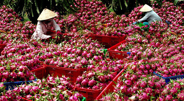 Gỡ khó cho quả thanh long  - Ảnh 1.