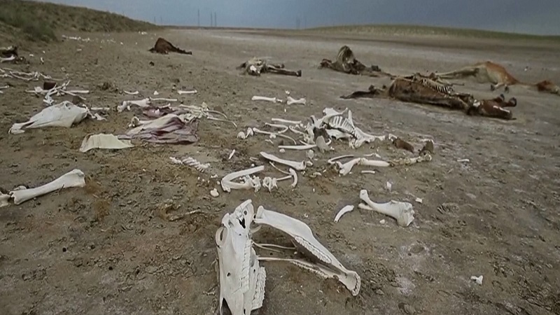 Năm 2021 với những kỷ lục nắng nóng: Thảm họa do biến đổi khí hậu ngày càng khốc liệt hơn - Ảnh 4. Năm 2021 với những kỷ lục nắng nóng: Thảm họa do biến đổi khí hậu ngày càng khốc liệt hơn - Ảnh 4.