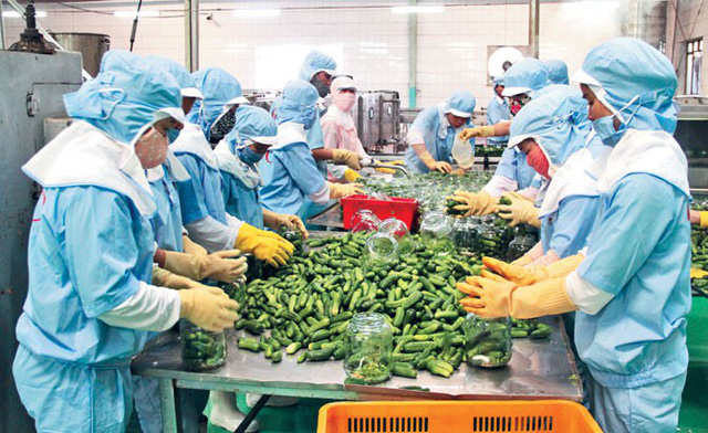 Ngành nông nghiệp kiến nghị Chính phủ hỗ trợ khôi phục sản xuất - Ảnh 1. Ngành nông nghiệp kiến nghị Chính phủ hỗ trợ khôi phục sản xuất - Ảnh 1.