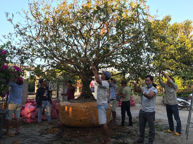 Mai cổ thụ “Tiên lão giáng trần” sẽ tham dự triển lãm Hội hoa xuân Tết Nhâm Dần 2022 - Ảnh 2.