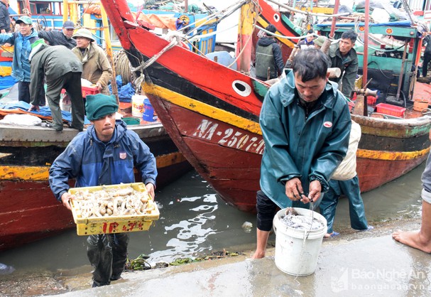 Ngư dân miền Trung bội thu ngày đầu năm mới - Ảnh 2.