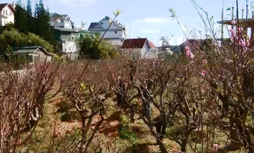 Độc đ&aacute;o c&acirc;y hoa đ&agrave;o 3 m&agrave;u ở phố n&uacute;i Đ&agrave; Lạt - Ảnh 1.