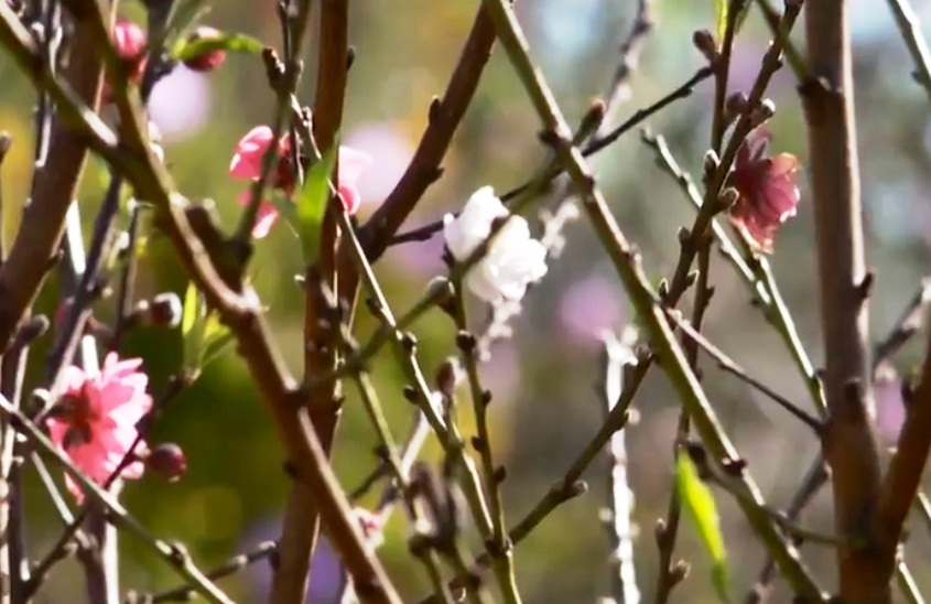 Độc đ&aacute;o c&acirc;y hoa đ&agrave;o 3 m&agrave;u ở phố n&uacute;i Đ&agrave; Lạt - Ảnh 4.