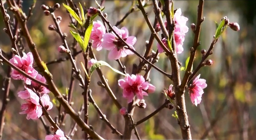 Độc đ&aacute;o c&acirc;y hoa đ&agrave;o 3 m&agrave;u ở phố n&uacute;i Đ&agrave; Lạt - Ảnh 3.