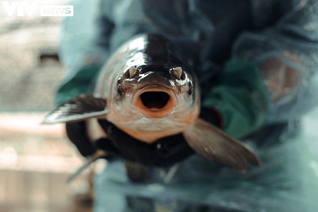 C&aacute; kho ni&ecirc;u đất l&agrave;ng Vũ Đại &ldquo;rực lửa&rdquo; th&acirc;u đ&ecirc;m đ&oacute;n Tết Nguy&ecirc;n đ&aacute;n - Ảnh 3.