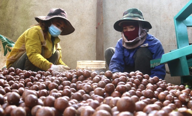 Rộng cửa xuất khẩu mắc ca ra thế giới - Ảnh 2.