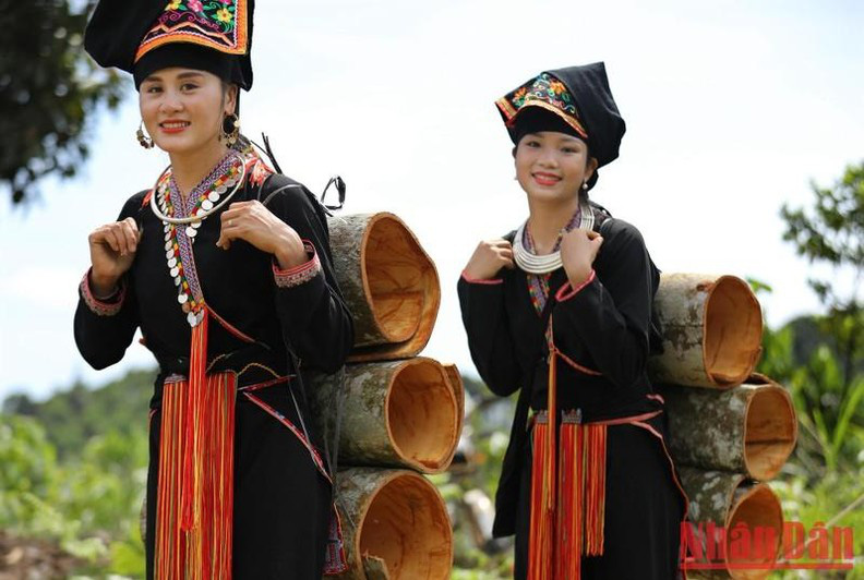 
Dao ethnic people of Van Yen harvest cinnamon. 
