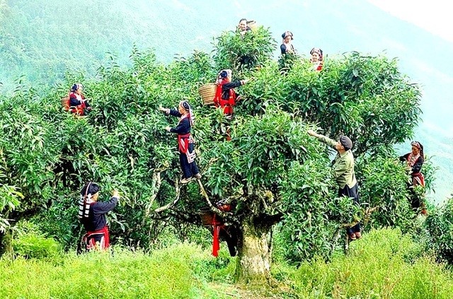 Hà Giang: Phát huy tiềm năng thế mạnh của vùng để phát triển kinh tế - Ảnh 3.