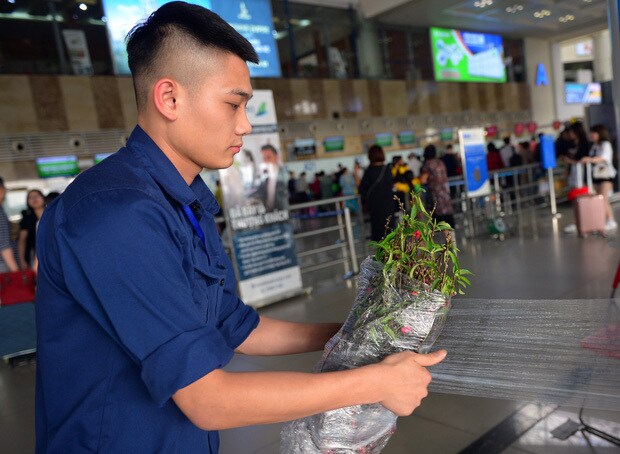 Khách gửi đào, mai qua đường hàng không dịp Tết cần lưu ý gì? - Ảnh 1.