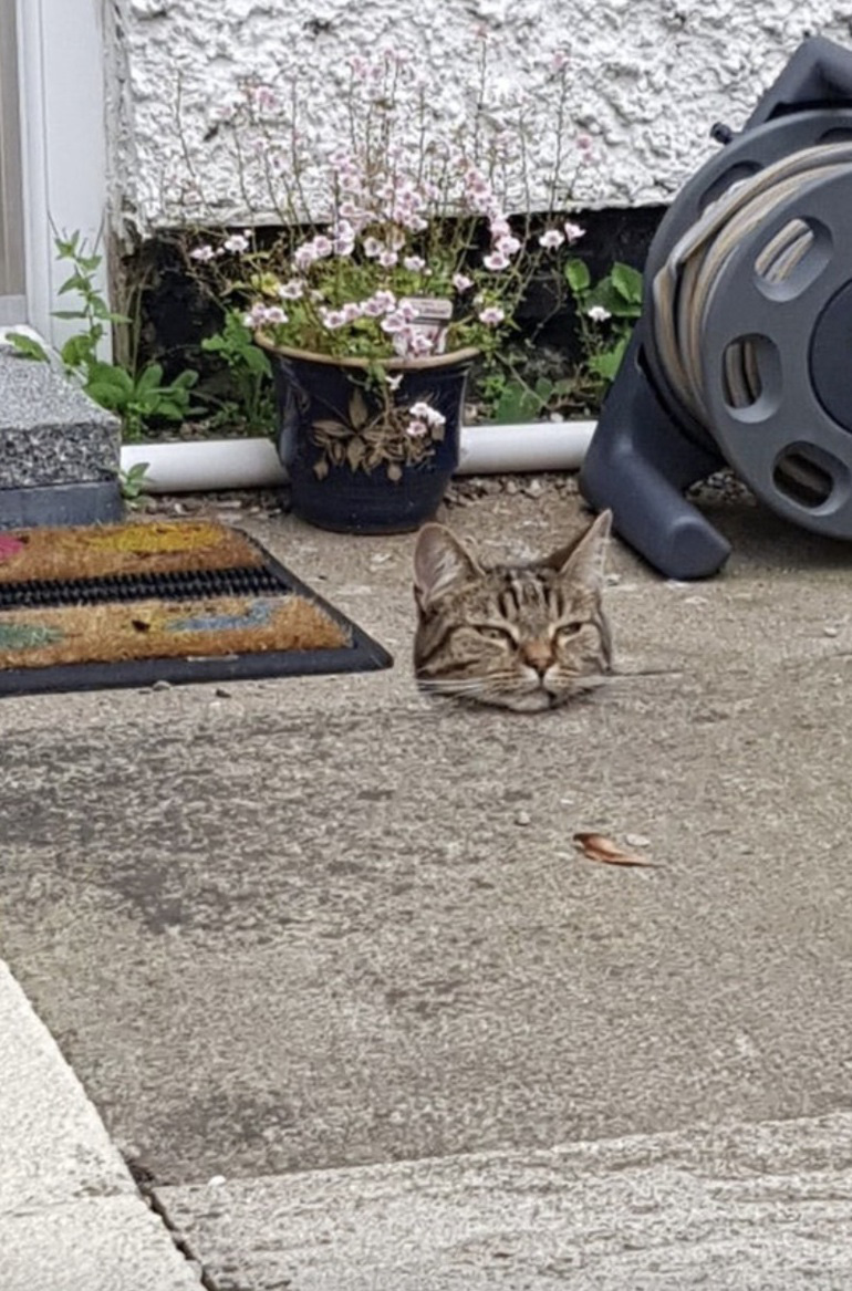 Thư gi&atilde;n với ch&ugrave;m ảnh đ&aacute;nh lừa thị gi&aacute;c - Ảnh 4.