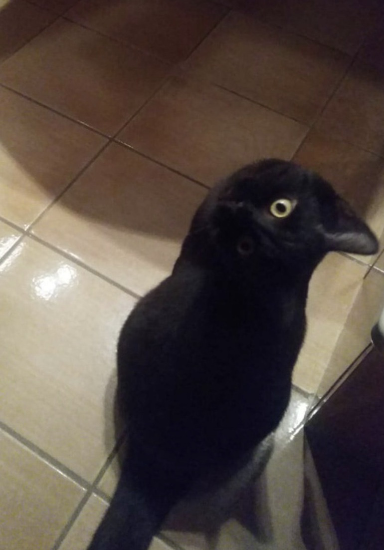 Thư gi&atilde;n với ch&ugrave;m ảnh đ&aacute;nh lừa thị gi&aacute;c - Ảnh 6.