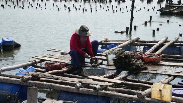 Bà Rịa-Vũng Tàu: Di dời các lồng bè trái phép cản trở luồng lạch vào các cảng - Ảnh 1.