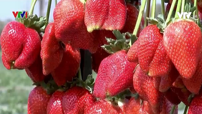 Kỷ lục Guinnes: Quả dâu tây nặng nhất thế giới - Ảnh 1. Kỷ lục Guinnes: Quả dâu tây nặng nhất thế giới - Ảnh 1.