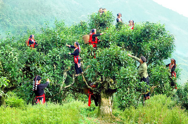 Khó khăn trong việc phát triển chè Shan Tuyết - Ảnh 1.