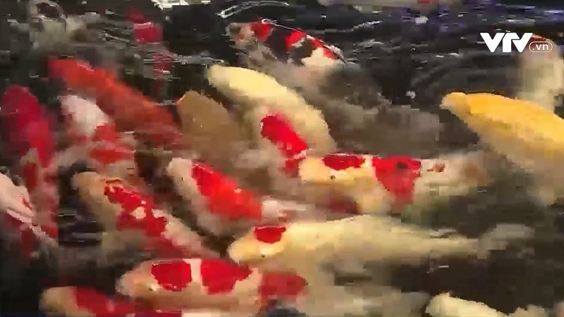 Nghề nuôi cá chép cảnh ngày càng phổ biến tại Nhật Bản - Ảnh 1. Nghề nuôi cá chép cảnh ngày càng phổ biến tại Nhật Bản - Ảnh 1.