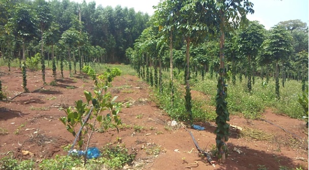 Bất cập trong quản l&yacute; đất n&ocirc;ng l&acirc;m trường - Ảnh 1.