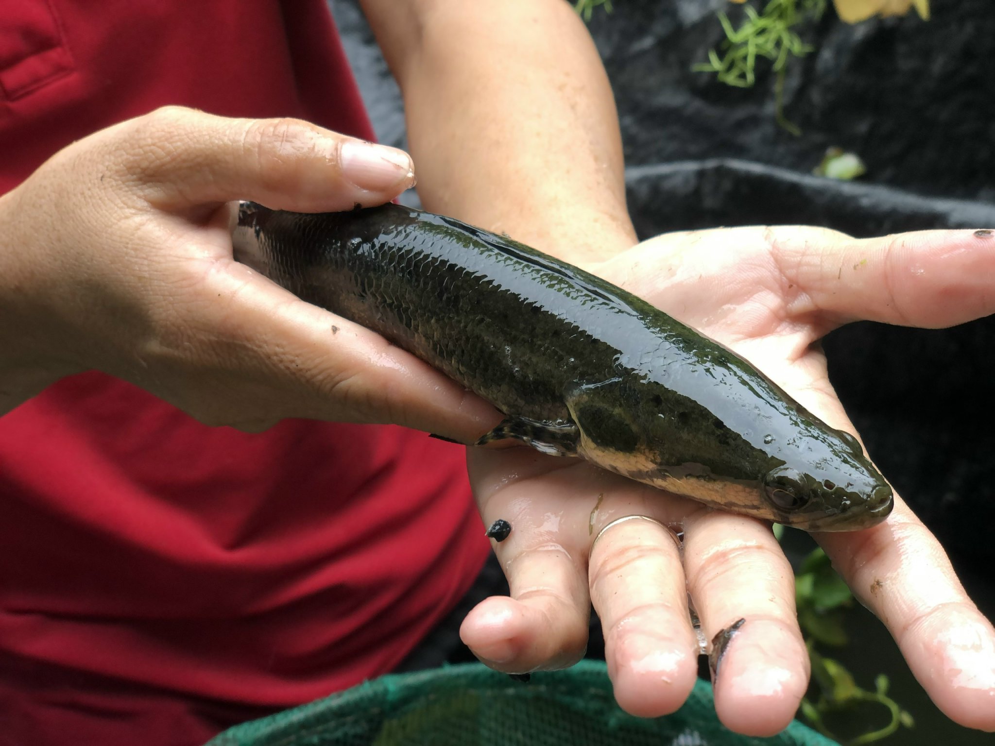 Nh&acirc;n giống th&agrave;nh c&ocirc;ng lo&agrave;i c&aacute; d&agrave;y y hệt c&aacute; l&oacute;c, bảo tồn loại c&aacute; tự nhi&ecirc;n đặc sản - Ảnh 1.