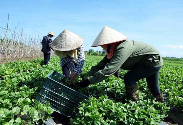 Phát triển kinh tế tập thể - Xu thế tất yếu trong bối cảnh hội nhập quốc tế - Ảnh 2.