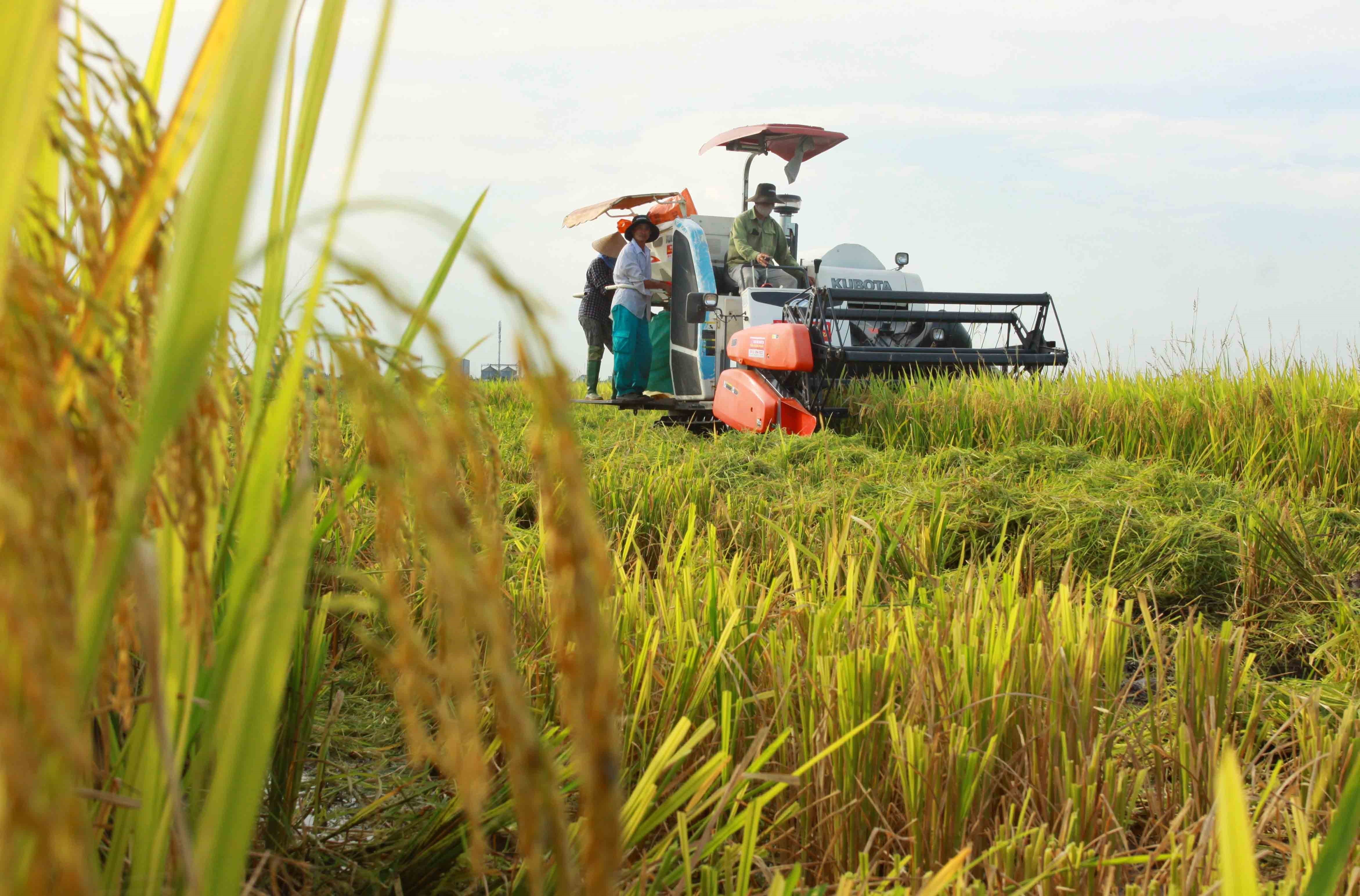 Nông dân trồng lúa miền Tây trúng mùa, trúng giá | VTV.VN