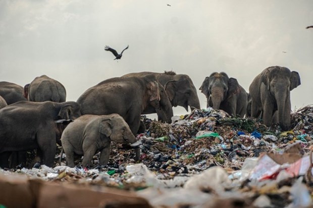 Sri Lanka cấm sản xuất và kinh doanh các sản phẩm nhựa dùng một lần - Ảnh 1.